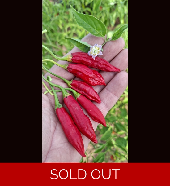 Cumari Colorado FP Red (f7) -> (f8) 10+ seeds